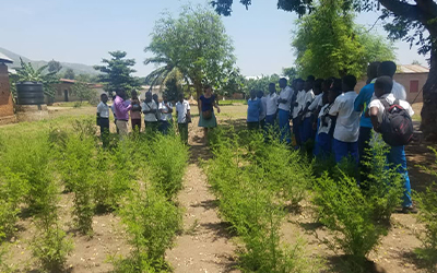 PROJET DE PLANTATION ET DE VULGARISATION DE L’ARTEMISIA ANNUA DANS LA LUTTE CONTRE LE PALUDISME